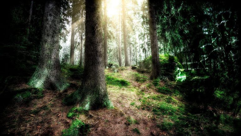 Wintersun - Awaken From The Dark Slumber (Spring) Official Lyric Video
