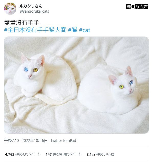 [轉載][方吉君翻推特] 推特上在夯什麼 Part.全日本沒有手手貓大賽