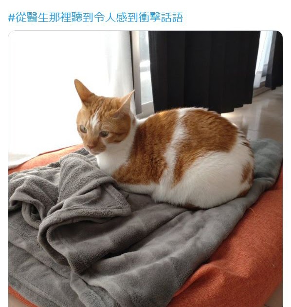 [轉載][方吉君翻推特] 推特上在夯什麼 PART.聽醫生的話 貓咪4.0