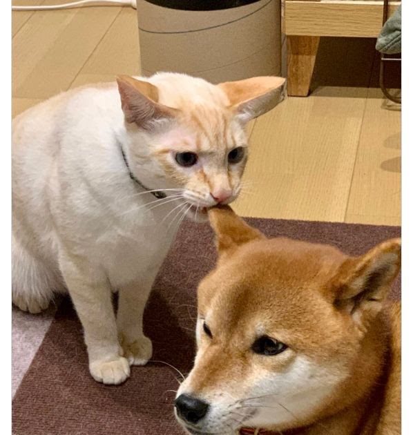 [轉載][方吉君翻推特] 推特上在夯什麼 Part.1027