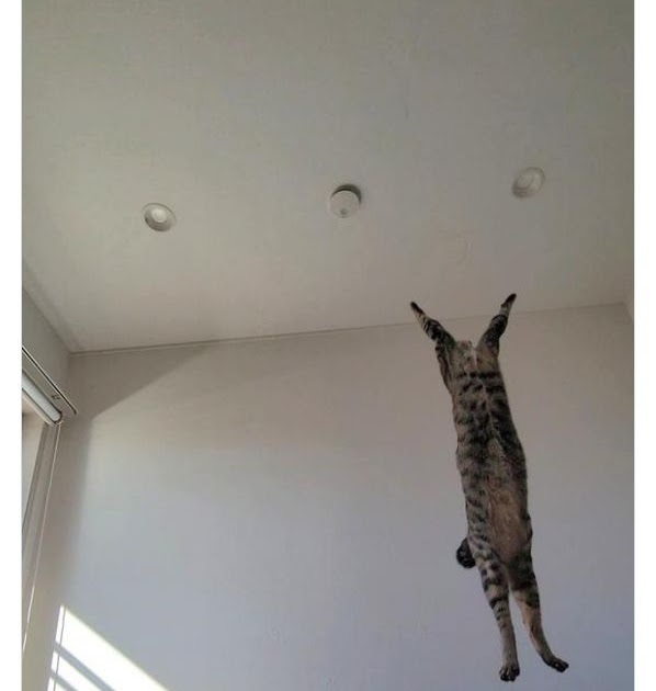 [轉載][方吉君翻推特] 推特上在夯什麼 Part.1714