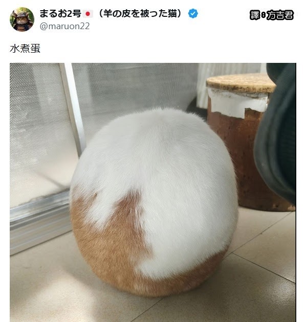 [轉載][方吉君翻推特] 推特上在夯什麼 Part.2204